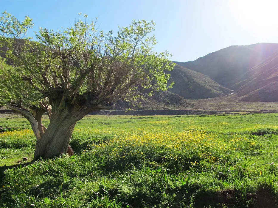 دشت هویج