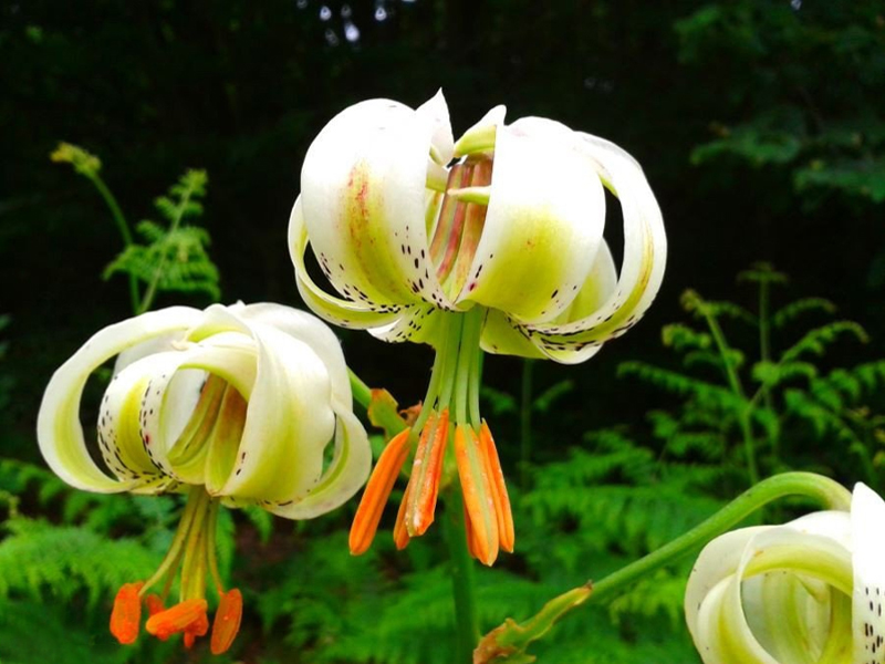 گلزارهای ایران