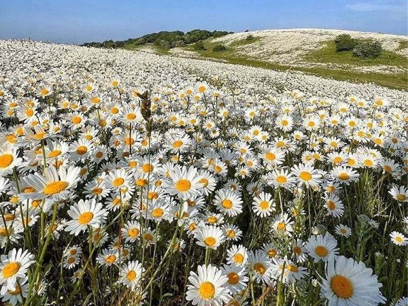 گلزارهای ایران
