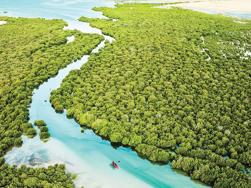 جنگل مانگرو از بهترین تفریحات قطر