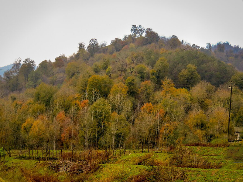 جنگل های پاییزی ایران