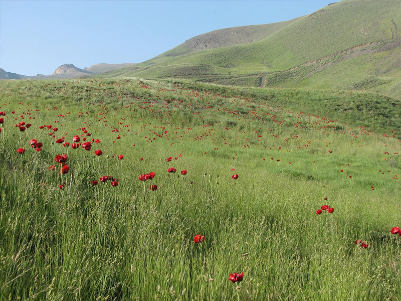 منطقه حفاظتشده البرز مرکزی - الی گشت