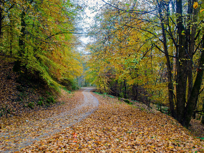 درخت های  جنگل های هیرکانی- الی گشت
