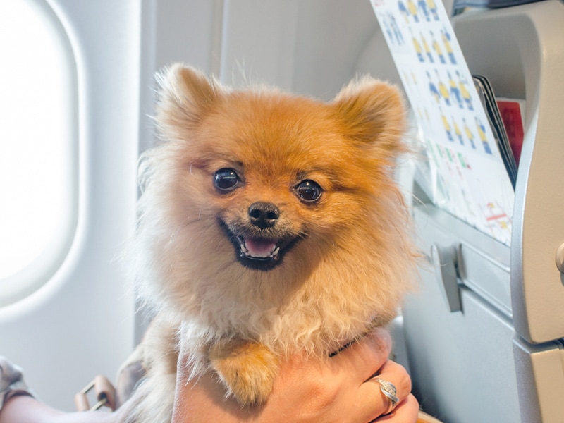 شرایط سفر هوایی با حیوانات خانگی - الی گشت