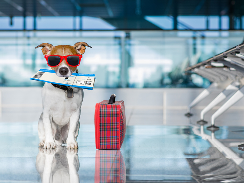 قوانین خرید بلیط هواپیما حیوانات - الی گشت