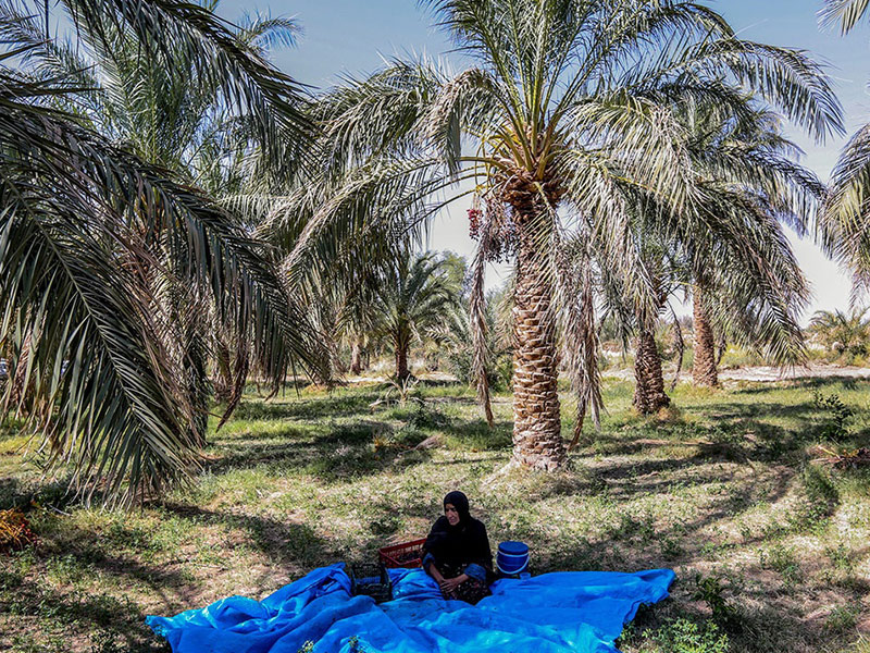 جشن نخل و خرما - الی گشت