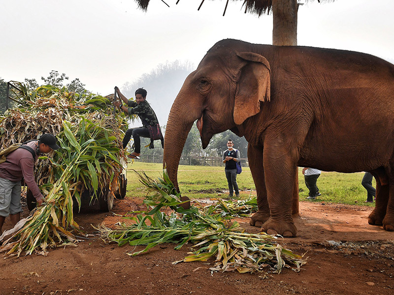 خدمت‌ رسانی به فیل ‌ها در تایلند - پارسا گشت