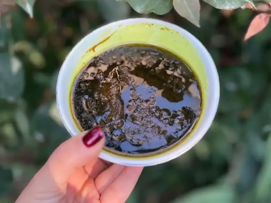 حلوا سیاه بوشهری