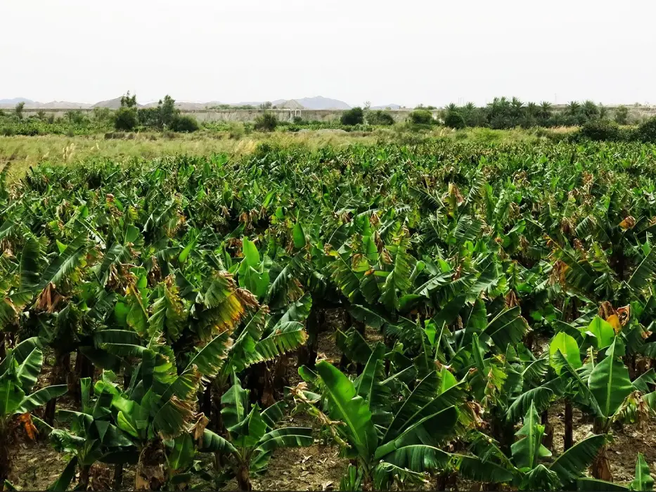 روستای شیرگواز - جاذبه های چابهار