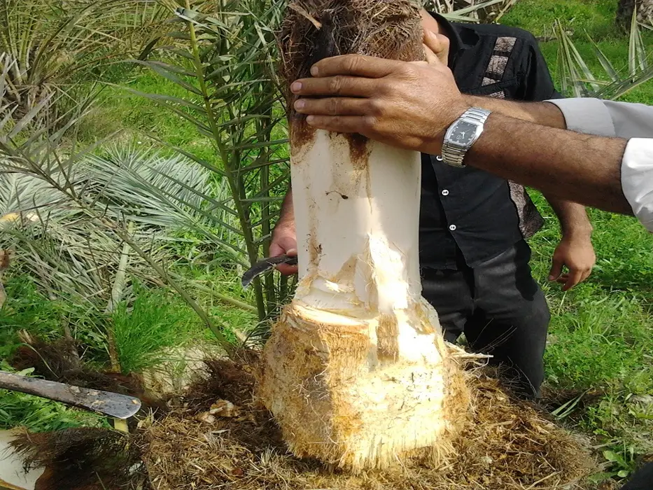 پنیر نخل - سوغات بوشهر