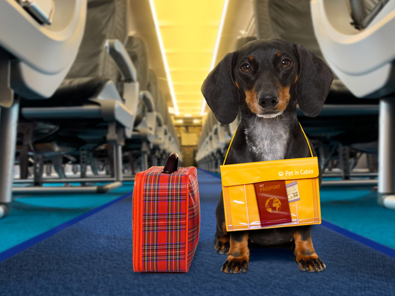 بردن حیوان خانگی در هواپیما - بلیط پرواز برای سفرهای خارجی - الی گشت