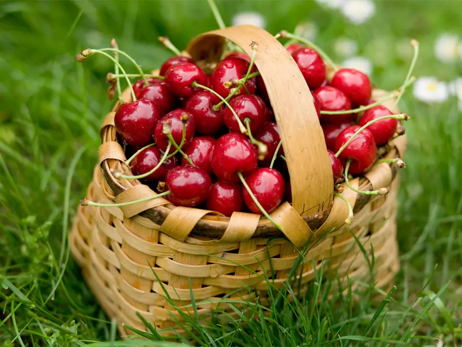 آلبالو و گیلاس فیروزکوه