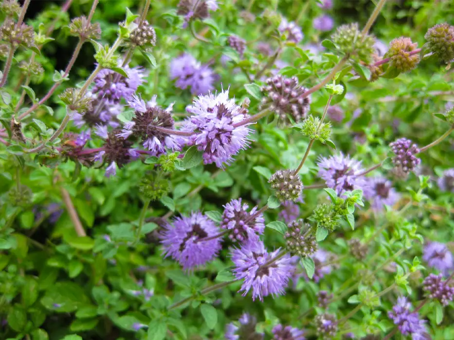 پونه-فیروزکوه