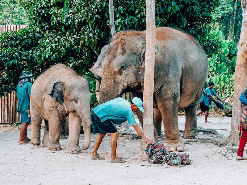 خانه سالمندان فیل ها در پوکت - الی گشت