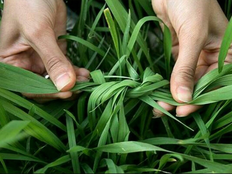 سیزده به در