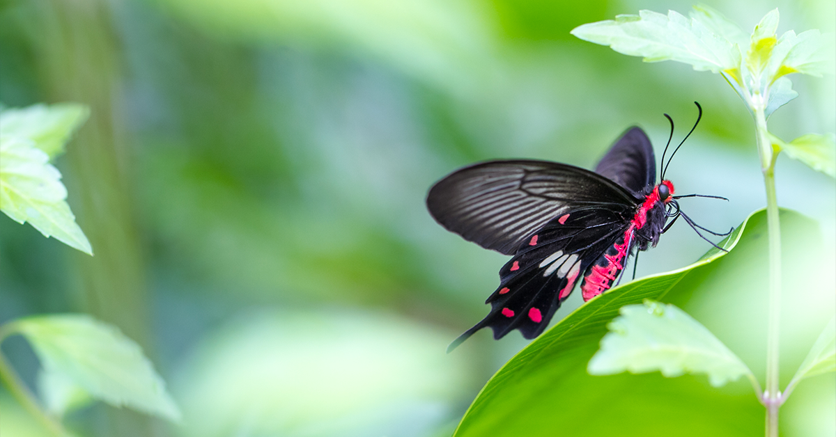 پارک پرندگان کوالالامپور