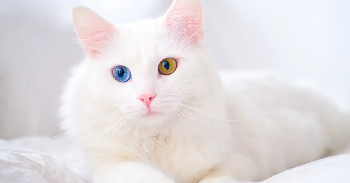 گربه وان - سوغات وان