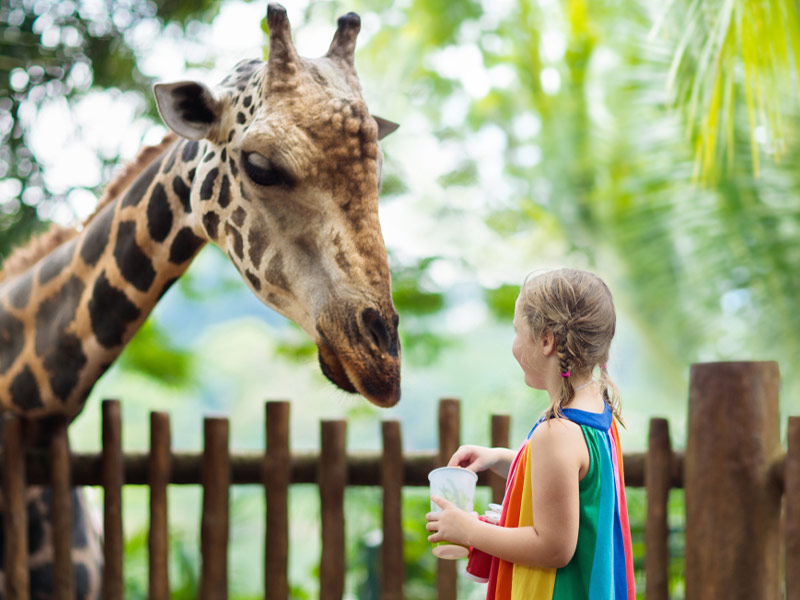 باغ وحش سنگاپور - الی گشت