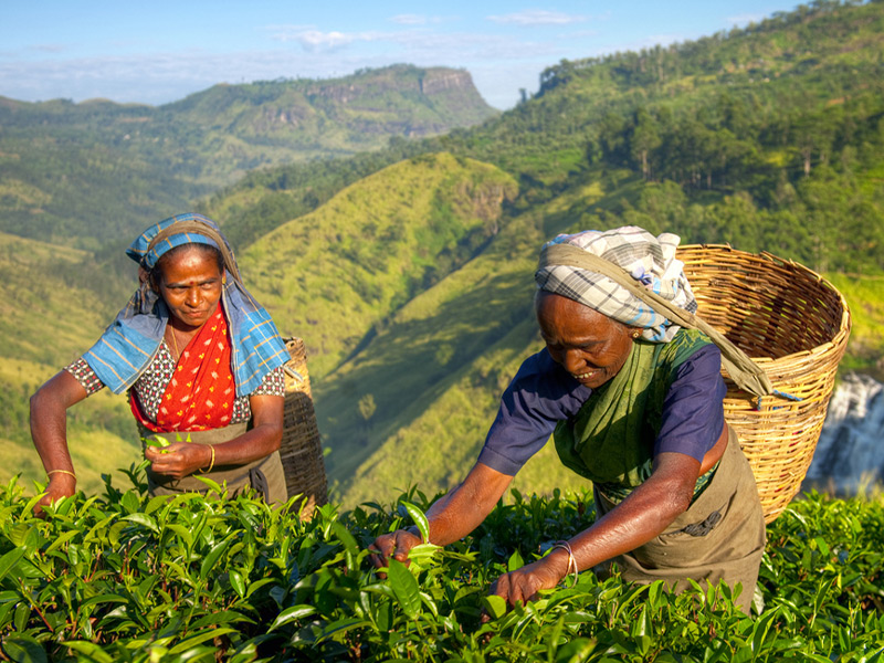 چای یکی از بهترین سوغاتی‌ های سریلانکا - بهترین سوغاتی های سریلانکا - الی گشت