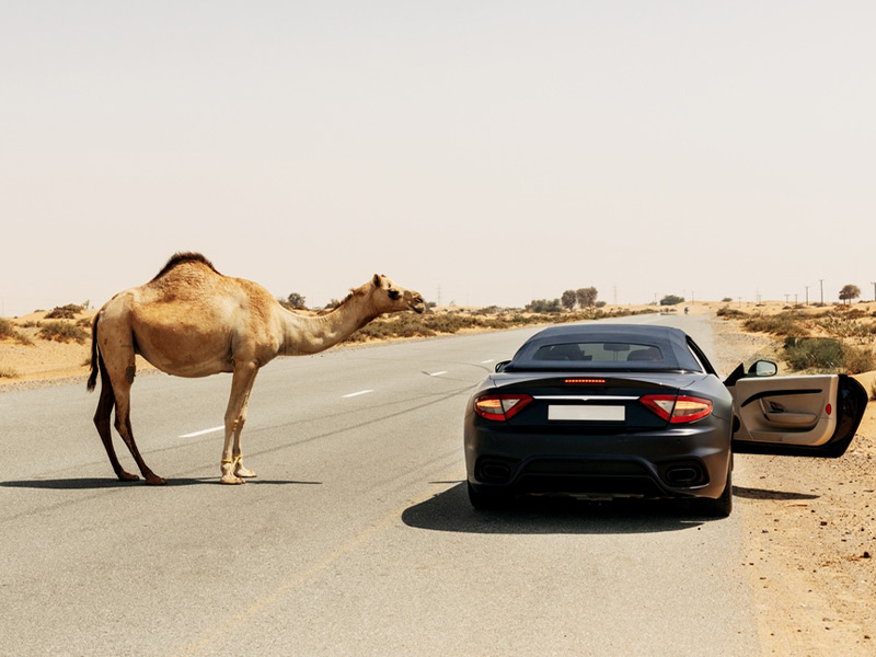 امارات و دبی، شترها مهم‌ترند - الی گشت