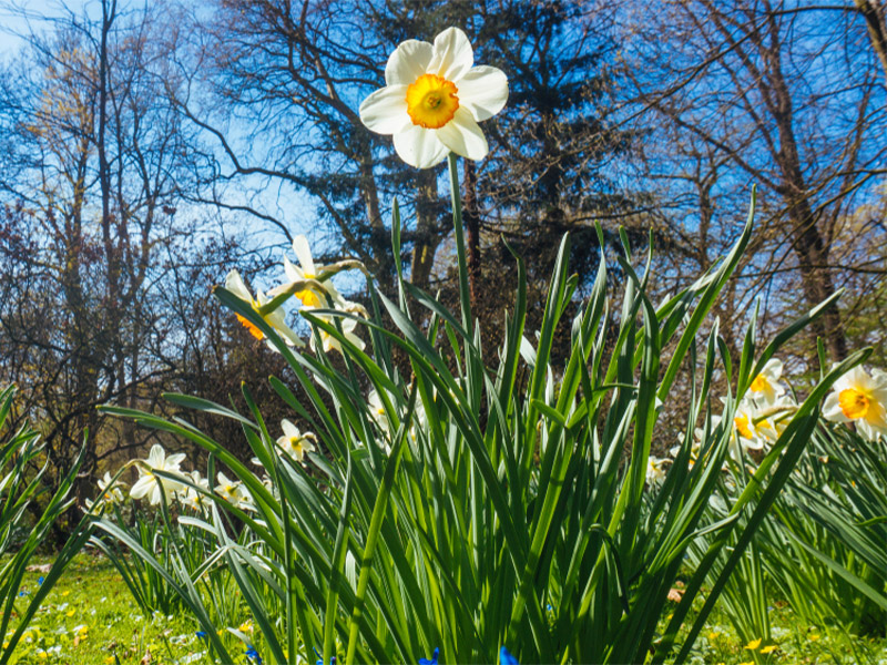 گلزارهای ایران