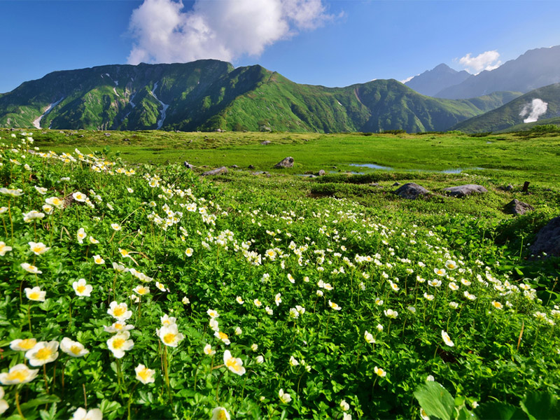 جنگل همیشه سبز فندقلو
