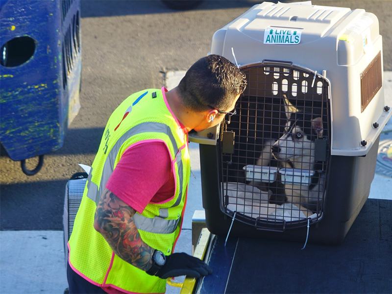 قوانین حمل هوایی حیوانات خانگی