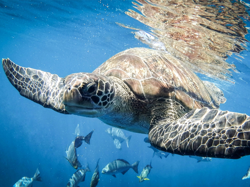جزایر سیمیلان