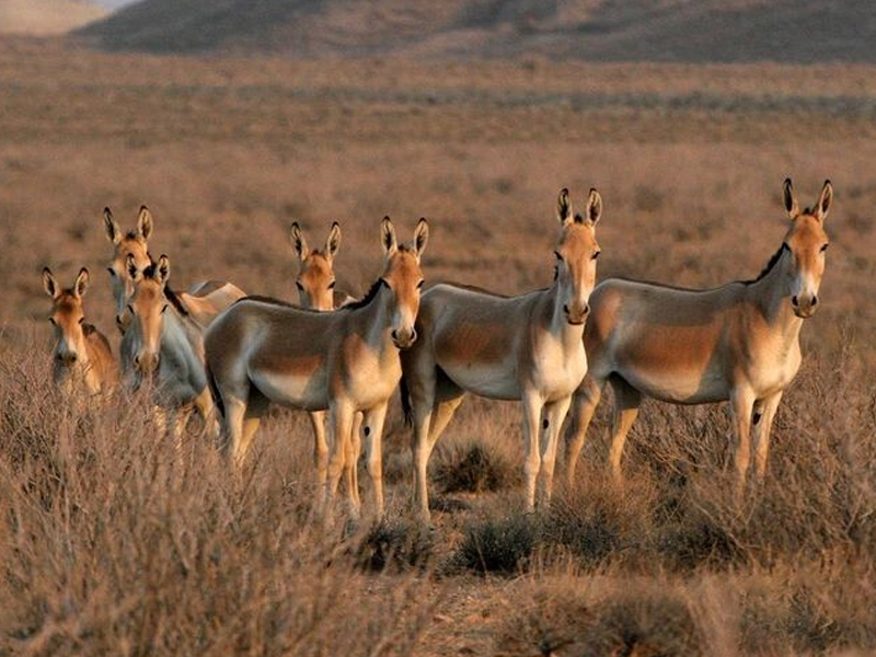 کویر خارتوران