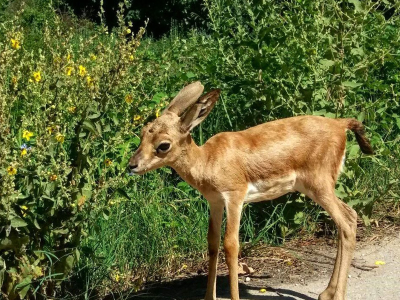 دشت میرزابایلو