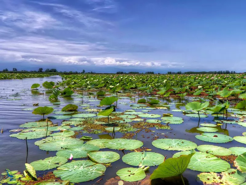 تالاب لنگور