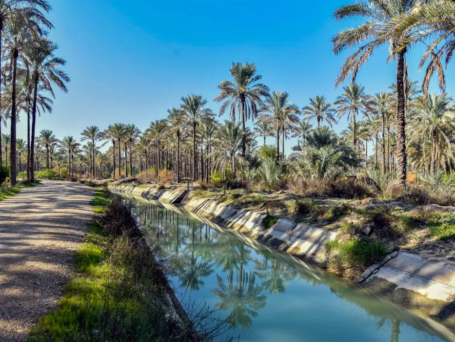 نخلستان آب پخش