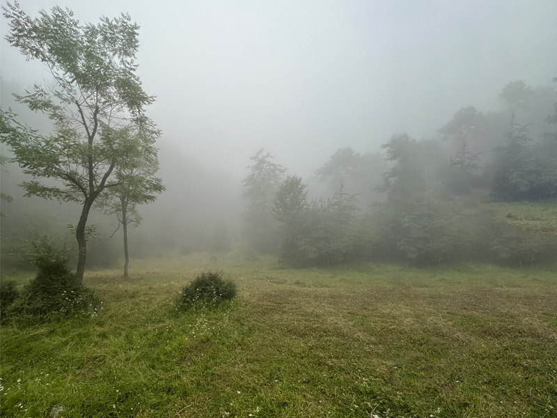 جنگل کمر پشت