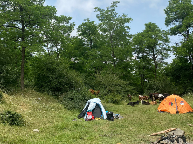 جنگل کمر پشت