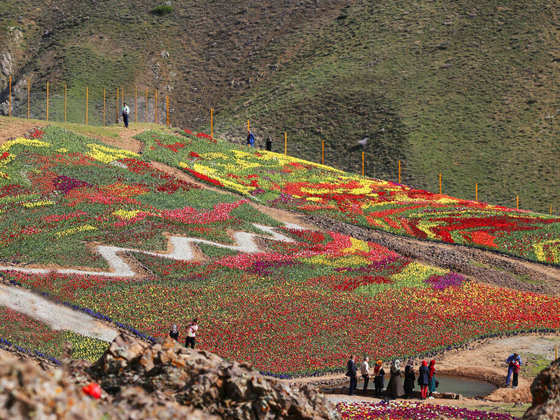 جشنواره گل لاله کندر