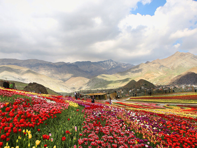 جشنواره گل لاله کندر