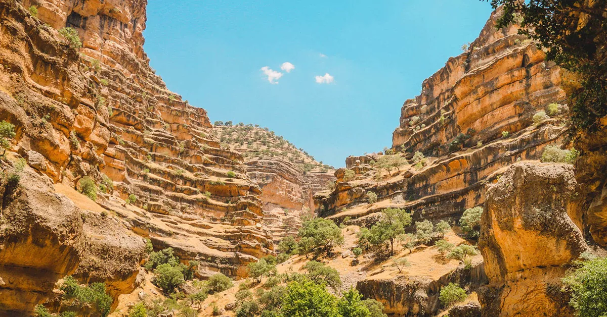 تنگ رازیانه