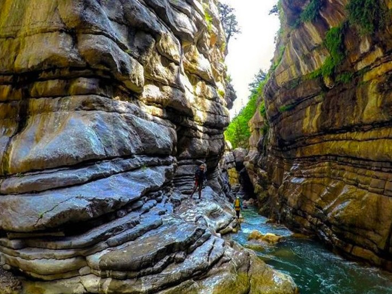 جنگل سفید آب