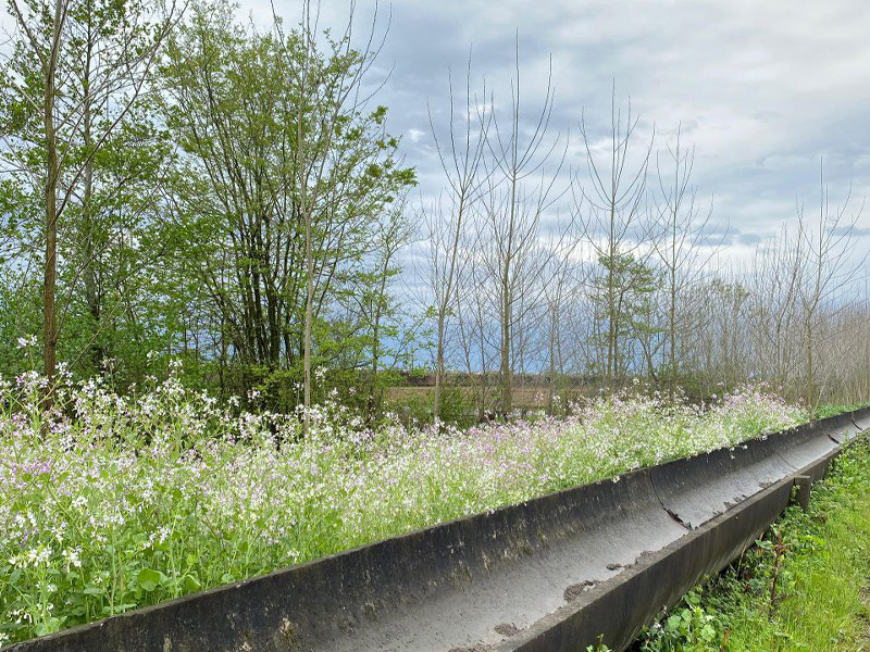روستای آلمان