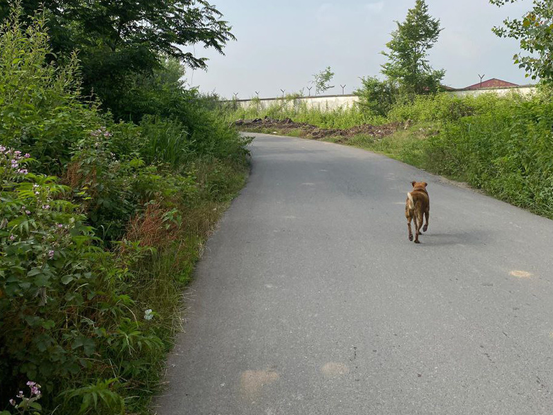 روستای آلمان