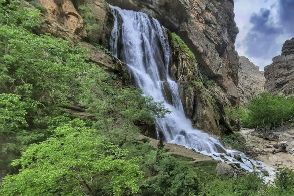 جنگل سفید آب