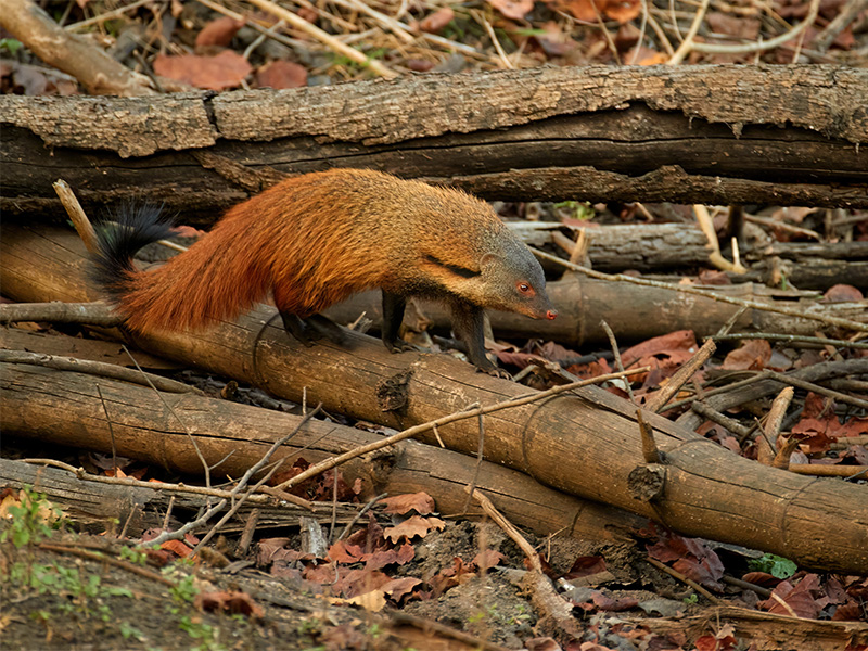 پارک ملی ناگارهول