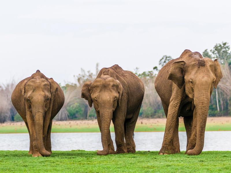 پوشش گیاهی پارک ملی ناگارهول
