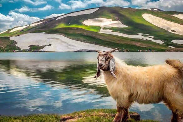 دریاچه دالامپر