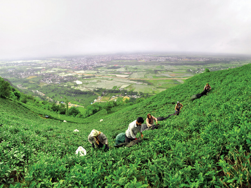 ورود چای به ایران
