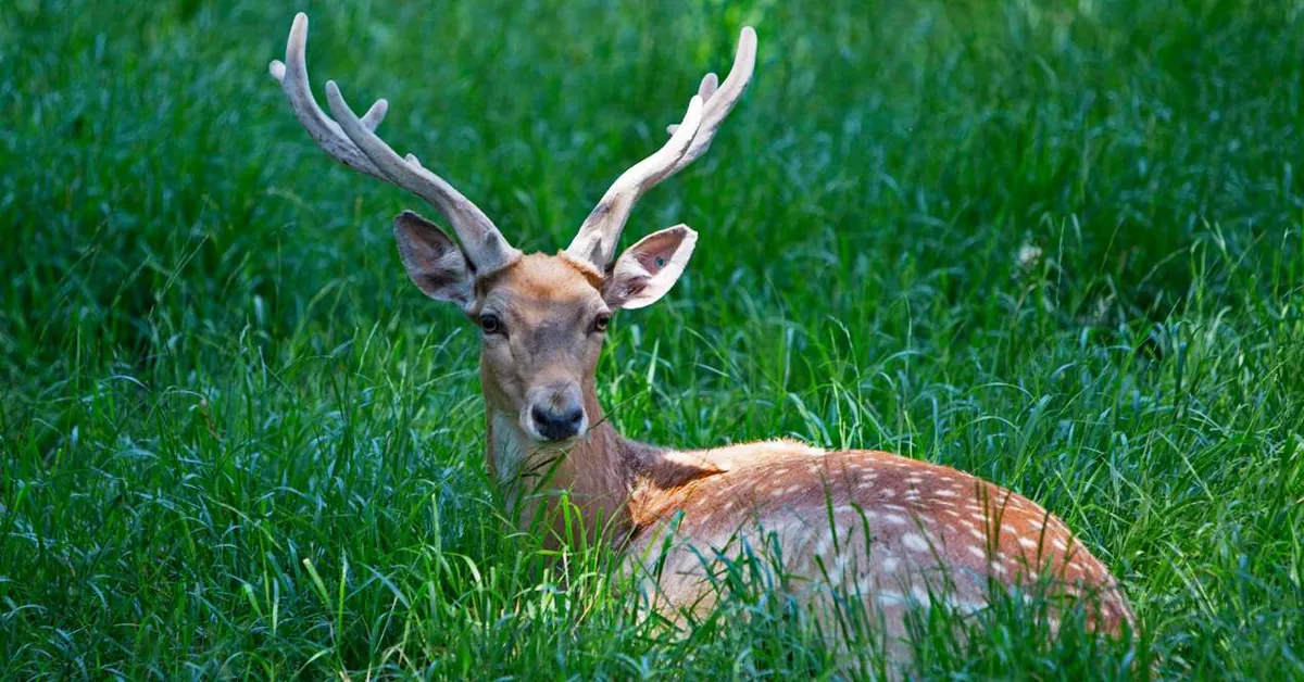 پناهگاه حیات وحش دشت ناز - جاذبه های ساری