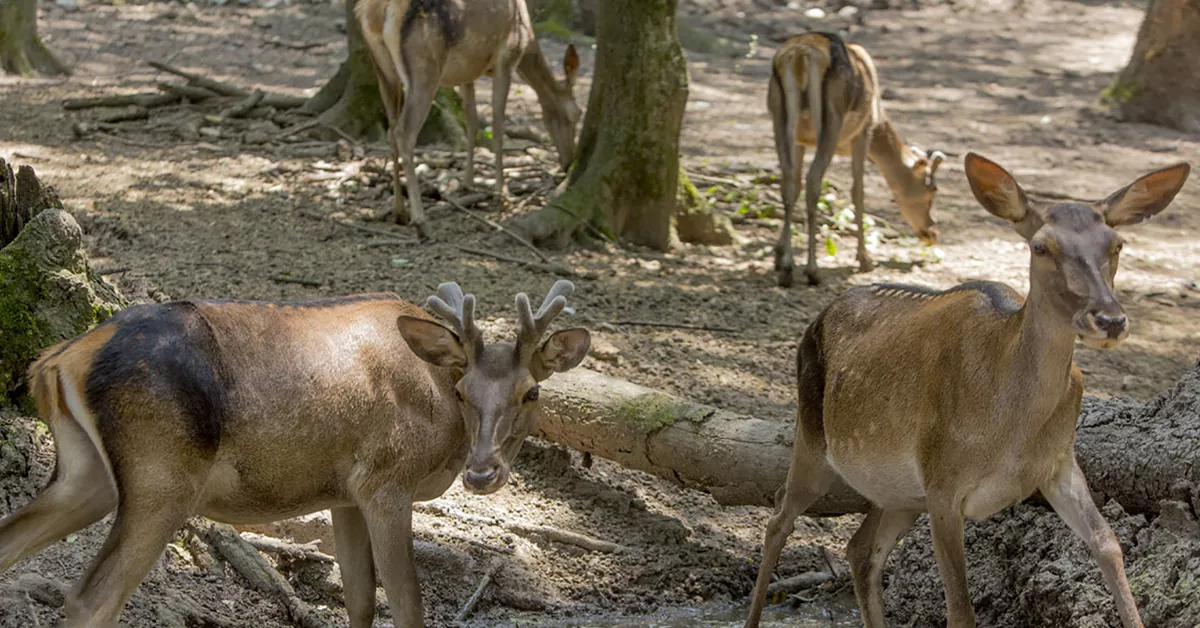 پناهگاه حیات وحش سمسکنده - دیدنی ساری