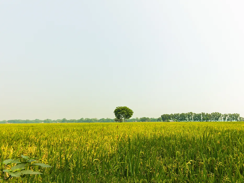 روستای درخت جوز