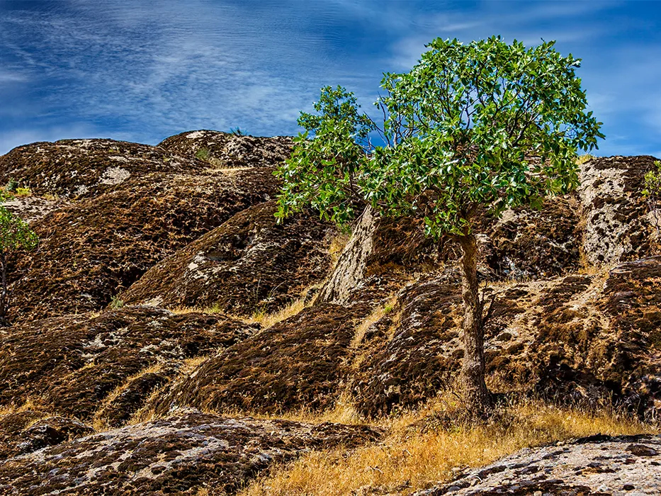 مخمل کوه
