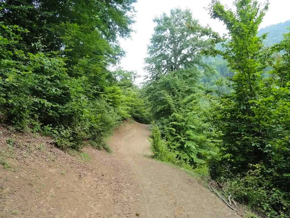 منطقه حفاظت شده لیسار